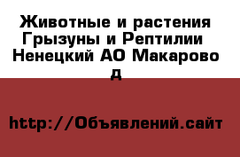 Животные и растения Грызуны и Рептилии. Ненецкий АО,Макарово д.